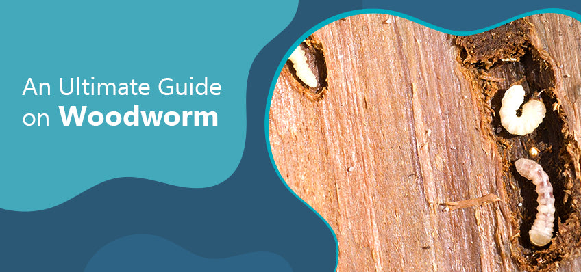 An Ultimate Guide On Woodworm