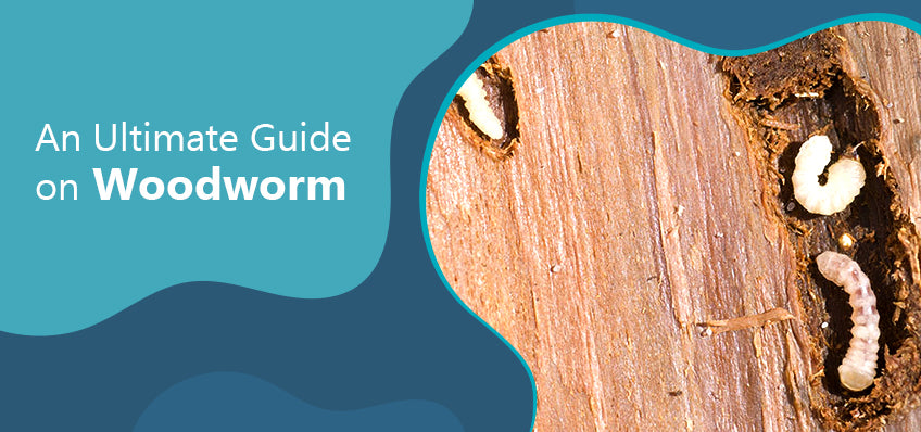 An Ultimate Guide On Woodworm – Emerald Doors